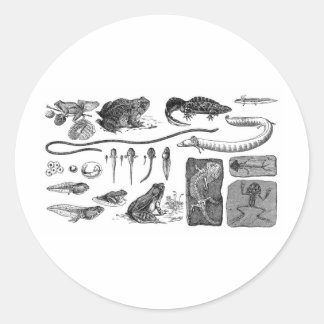 Pegatina Redonda Evolución anfibia