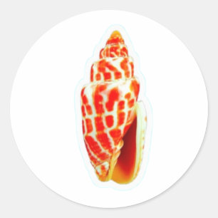 Pegatina Redonda ​Exótica Concha Mitra Pontifical Pegatina, Rara Mi