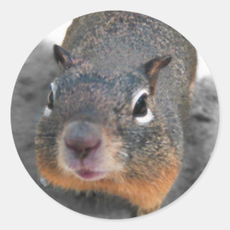 Pegatina Redonda Ey cutey ardilla divertida