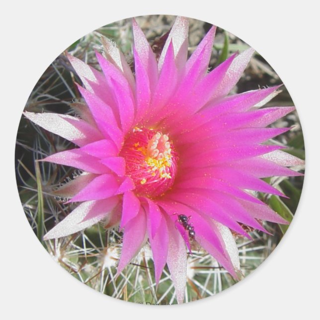 Pegatina Redonda F12 Ball Cactus "Escobaria vivipara" (Anverso)