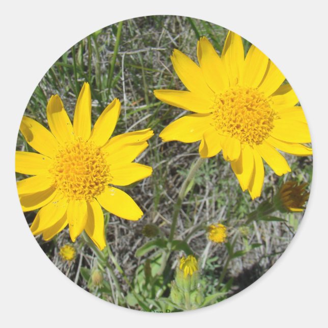 Pegatina Redonda F15 Flores silvestres amarillas estornudos (Anverso)