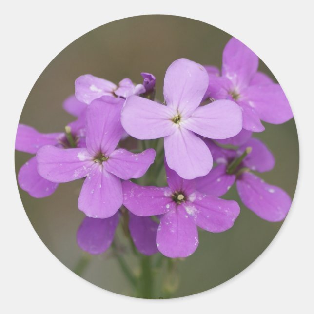 Pegatina Redonda F19 Púrpura Flores Silvestres Támesis (Anverso)