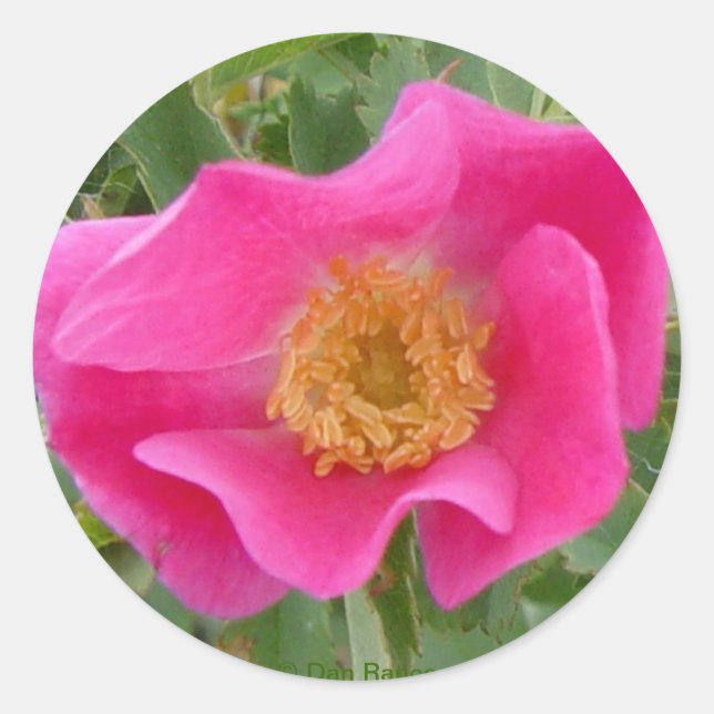 Pegatina Redonda F23w Rosa Silvestre (Anverso)