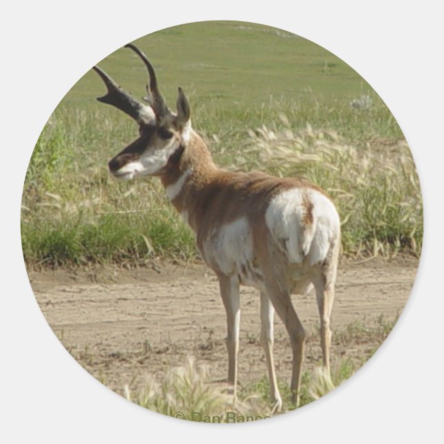 Pegatina Redonda F39 Pronghorn Antelope Buck (Anverso)