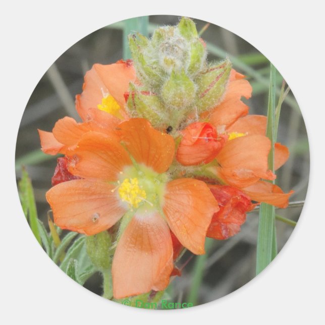 Pegatina Redonda F40 Naranja Wildflowers Scarlet Mallow (Anverso)