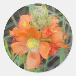 Pegatina Redonda F40 Naranja Wildflowers Scarlet Mallow