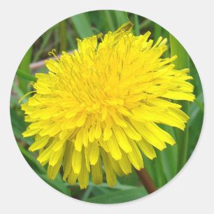 Pegatina Redonda F45 Diente de león "Taraxacum officinale"