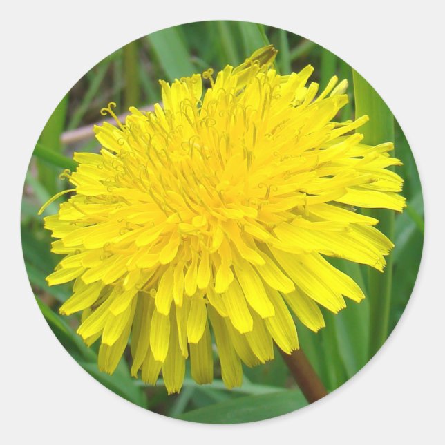 Pegatina Redonda F45 Diente de león "Taraxacum officinale" (Anverso)