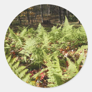 Pegatina Redonda Fall Ferns
