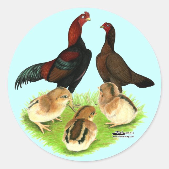 Pegatina Redonda Familia Aseel Black Red Chicken (Anverso)