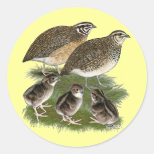 Pegatina Redonda Familia de codornices Coturnix