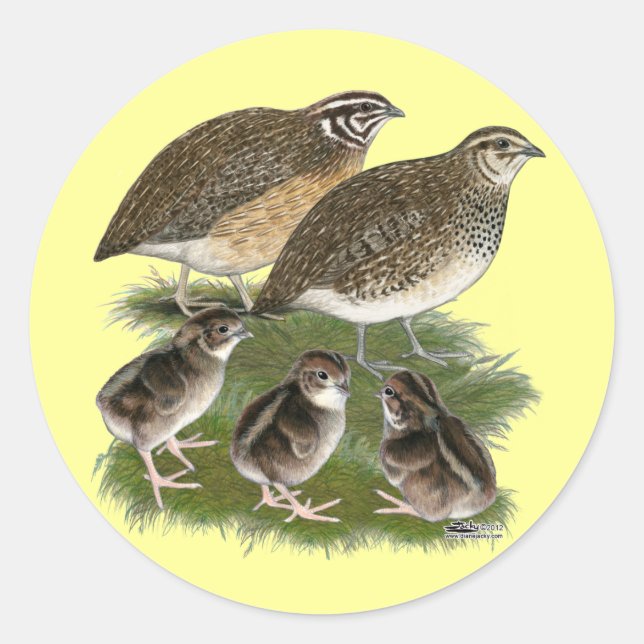 Pegatina Redonda Familia de codornices Coturnix (Anverso)