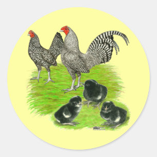 Pegatina Redonda Familia de la gallina enana Old English Barred