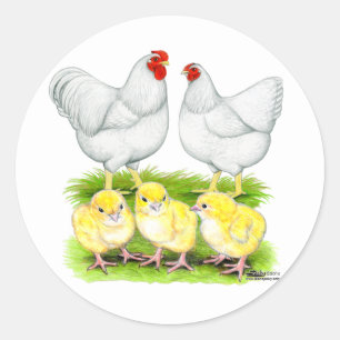 Pegatina Redonda Familia de pollos blancos Wyandotte
