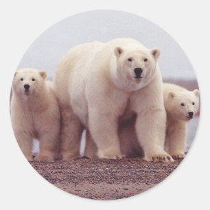 Pegatina Redonda Familia del oso polar