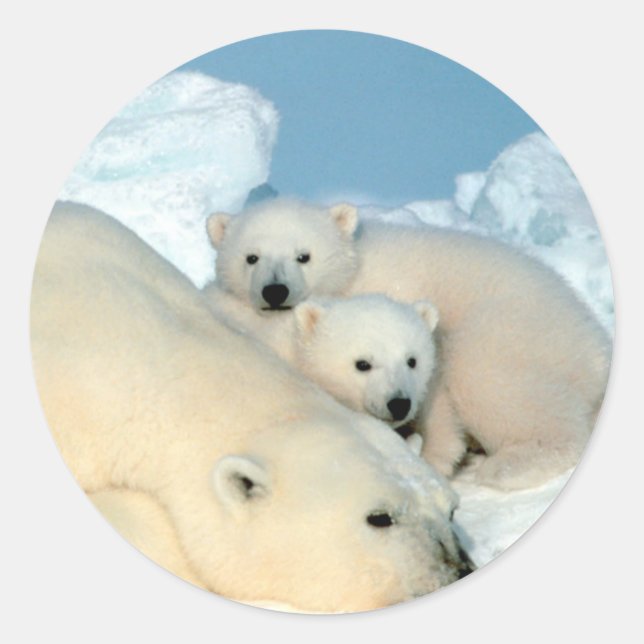 Pegatina Redonda Familia Oso Polar (Anverso)