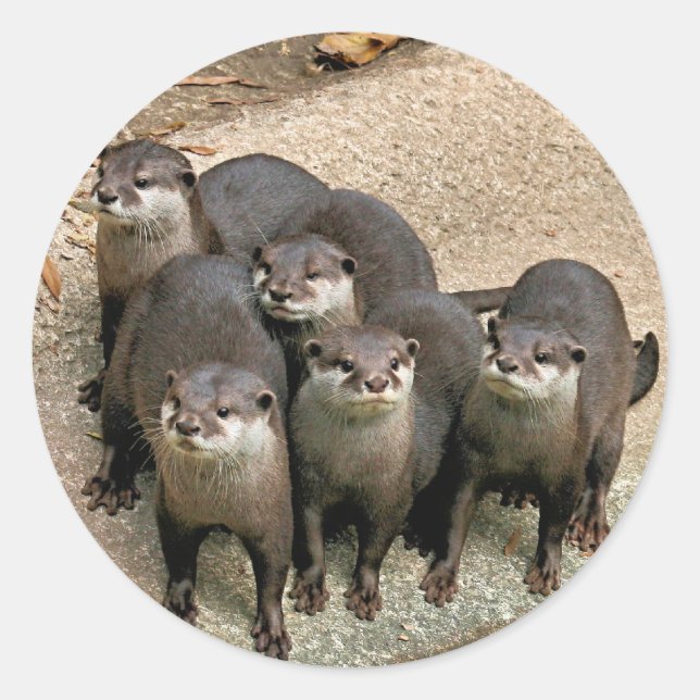 Pegatina Redonda Familia Otter Adorable (Anverso)