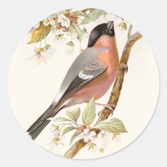 Pegatina Redonda Familiar Wild Birds Swaysland Great Bullfinch (Anverso)