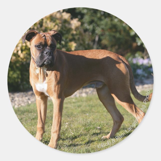 Pegatina Redonda Fawn Boxer Dog Standing (Anverso)