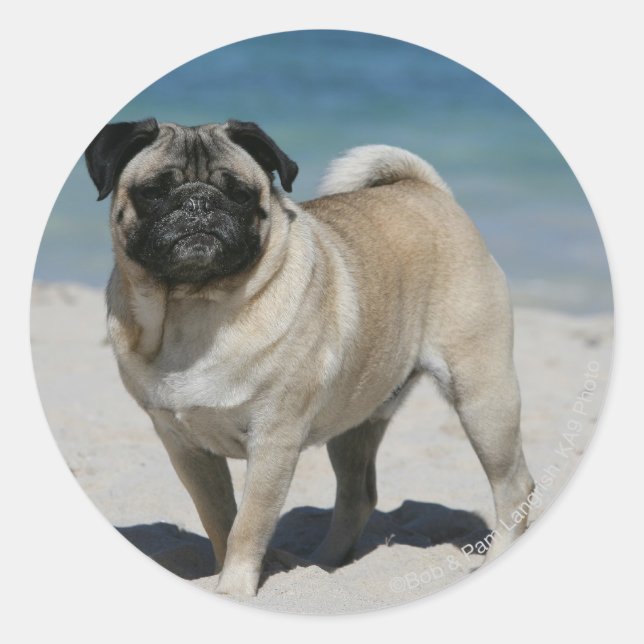 Pegatina Redonda Fawn Pug en la playa (Anverso)