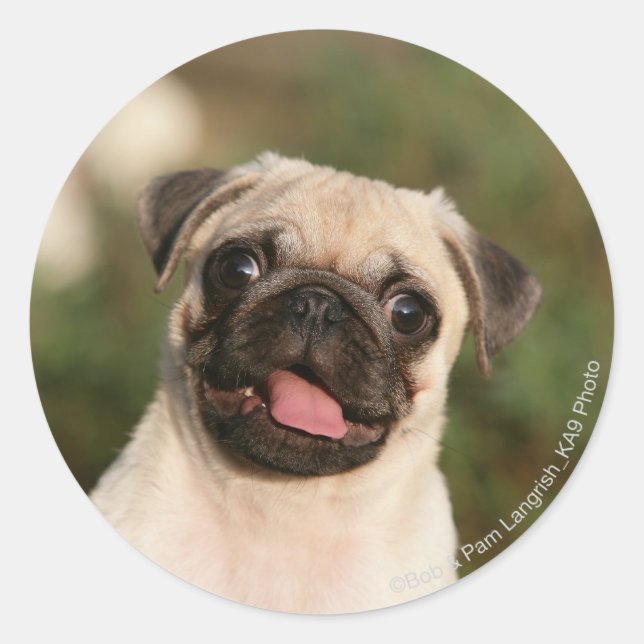 Pegatina Redonda Fawn Pug Puppy (Anverso)