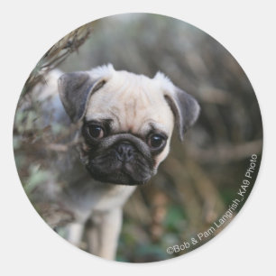 Pegatina Redonda Fawn Pug Puppy Headshot