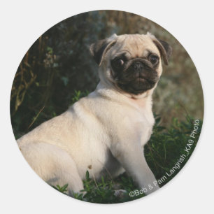 Pegatina Redonda Fawn Pug Puppy Sitting