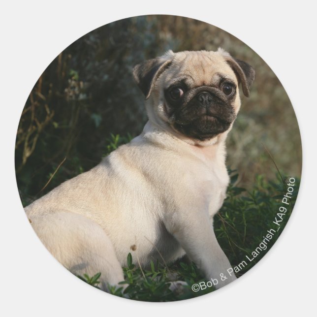Pegatina Redonda Fawn Pug Puppy Sitting (Anverso)