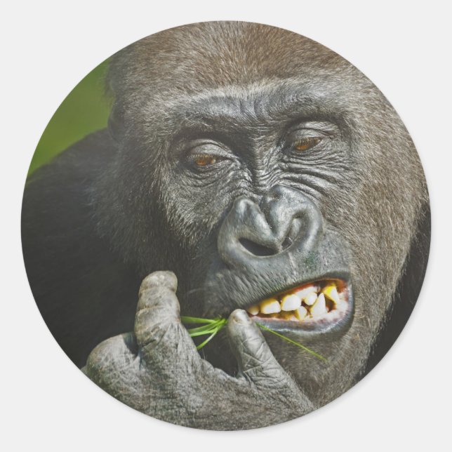 Pegatina Redonda Feliz Año Nuevo de la Astrología del Gorila de los (Anverso)