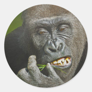 Pegatina Redonda Feliz Año Nuevo de la astrología del gorila del