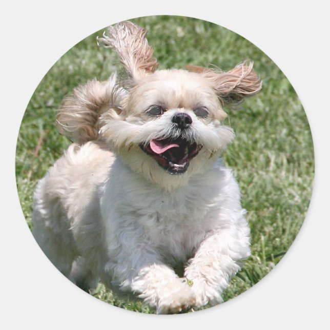 Pegatina Redonda Feliz correr a Shih Tzu (Anverso)