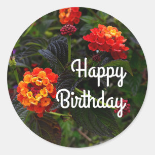Pegatina Redonda Feliz Naranja de cumpleaños, Red Trailing Lantana 