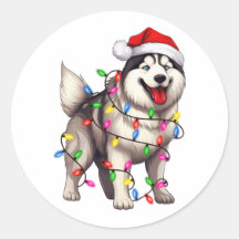 Feliz Navidad Siberian Husky con Santa Hat
