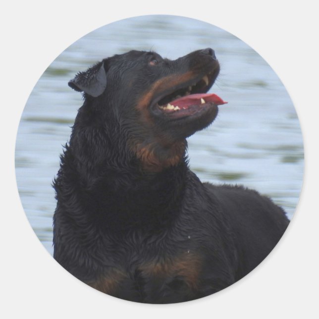 Pegatina Redonda Feliz Rottweiler (Anverso)