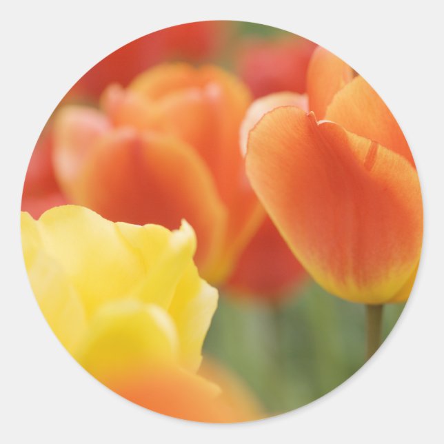 Pegatina Redonda Feliz Tulips de Pascua (Anverso)