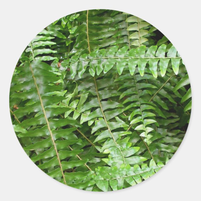Pegatina Redonda Fern Fronds I Green Nature (Anverso)
