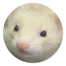 Ferret face
