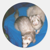 Ferrets de tratamiento