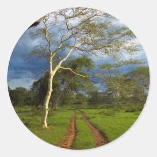 Pegatina Redonda Fever Tree (Acacia Xanthophloea) Por Dirt Track