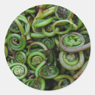 Pegatina Redonda Fiddlehead Ferns