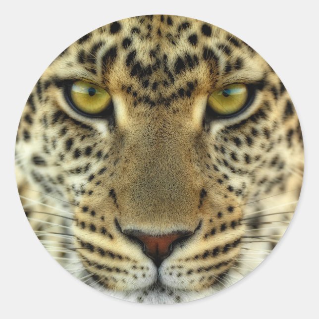 Pegatina Redonda Fierce Leopard (Anverso)