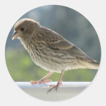 Finch en el sol de la mañana.