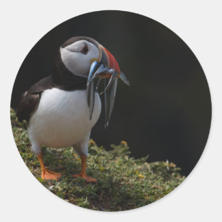 Pegatina Redonda Fisher Puffin