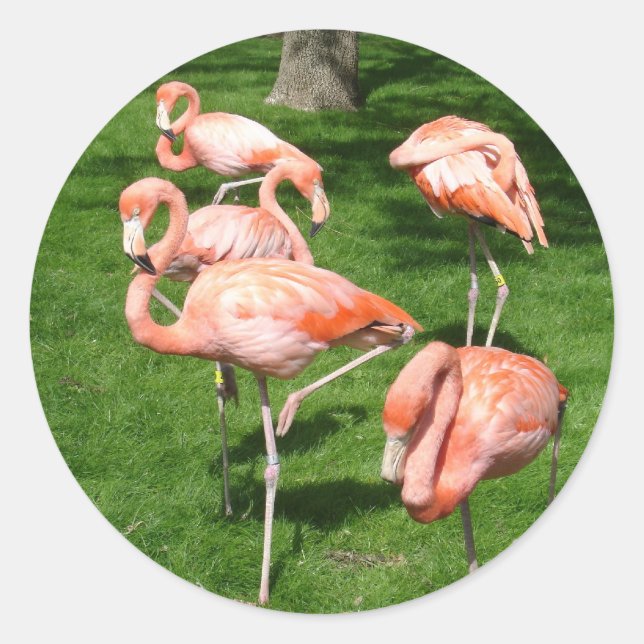 Pegatina Redonda Flamencos rosados (Anverso)