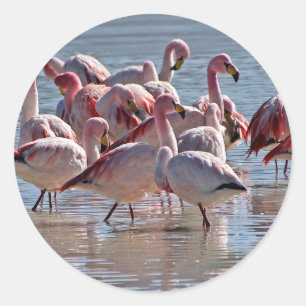Pegatina Redonda Flamencos rosados en el agua