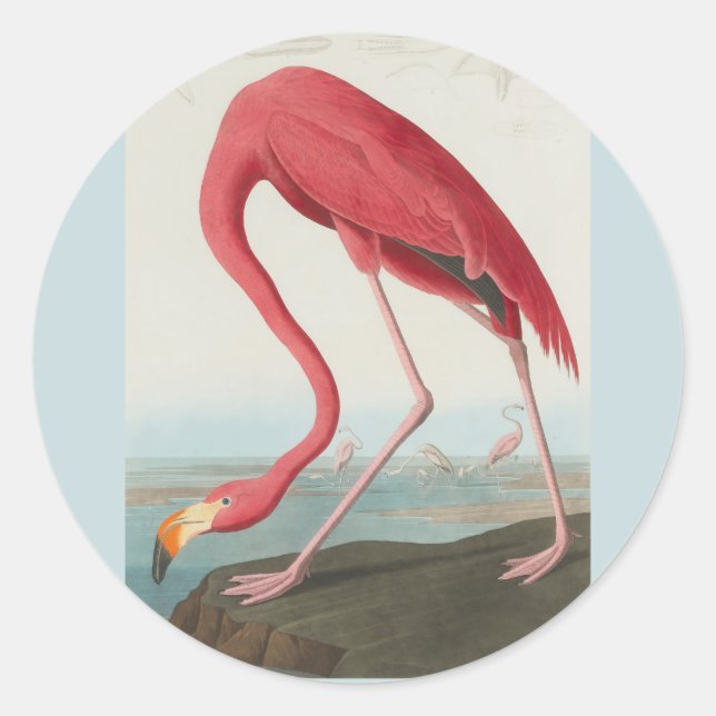 Pegatina Redonda Flamingo americano de John James Audubon 1838 (Anverso)