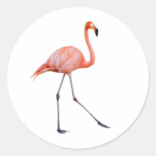Pegatina Redonda Flamingo rosa (Anverso)