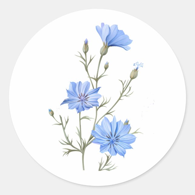 Pegatina Redonda Flor achicoria salvaje acuarela (Anverso)