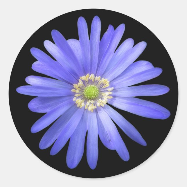 Pegatina Redonda Flor Anemona Azul Elegante (Anverso)