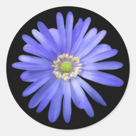 Pegatina Redonda Flor Anemona Azul Elegante